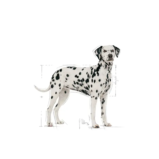 Royal Canin Dalmatian Adult, 12 кг - Image 3