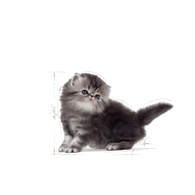 Royal Canin Persian Kitten, 2 кг - Image 3