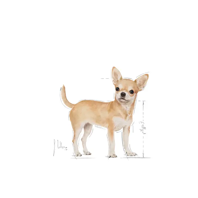 Royal Canin Chihuahua Adult, 1.5 кг - Image 3