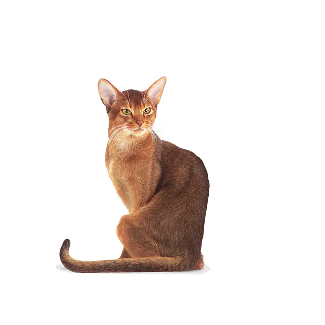 Royal Canin Fussy Cat за котки, 10 кг - Image 3