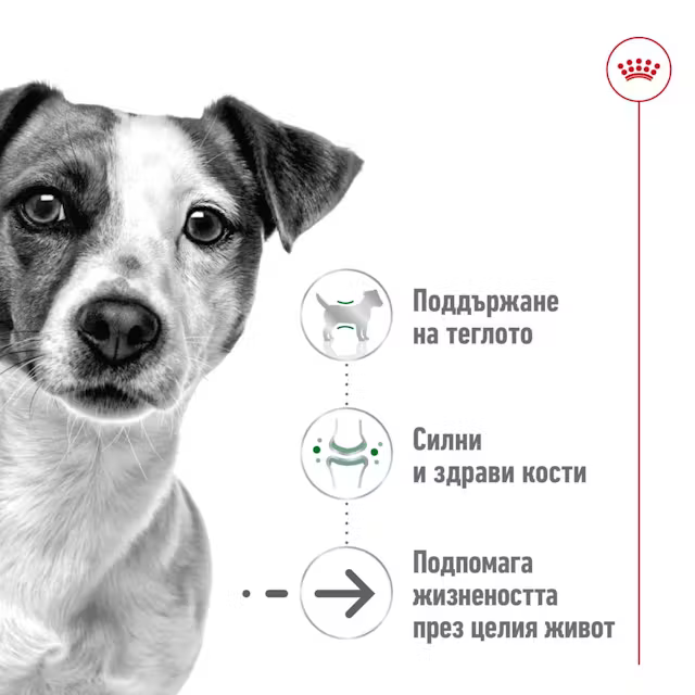 Royal Canin Mini Adult 8+, 2 кг - Image 3