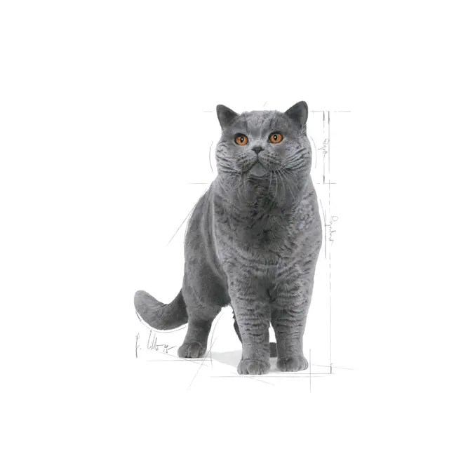 Royal Canin British Shorthair, 400 г - Image 3