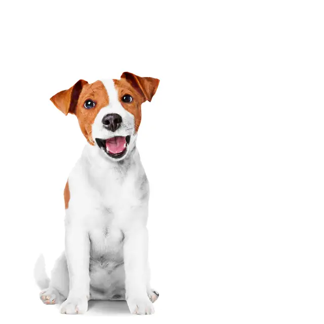 Royal Canin Training Treats, 110 г - Image 3