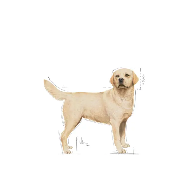 Royal Canin Labrador Adult, 12 кг - Image 4