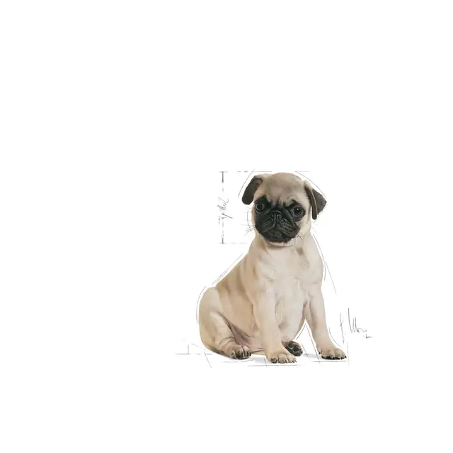 Royal Canin Pug Puppy, 1.5 кг - Image 4