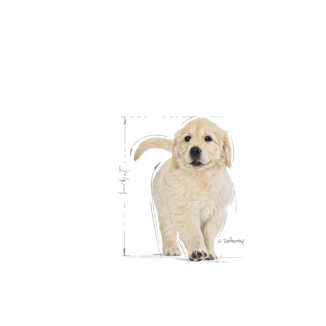 Royal Canin Golden Retriever Puppy, 3 кг - Image 4
