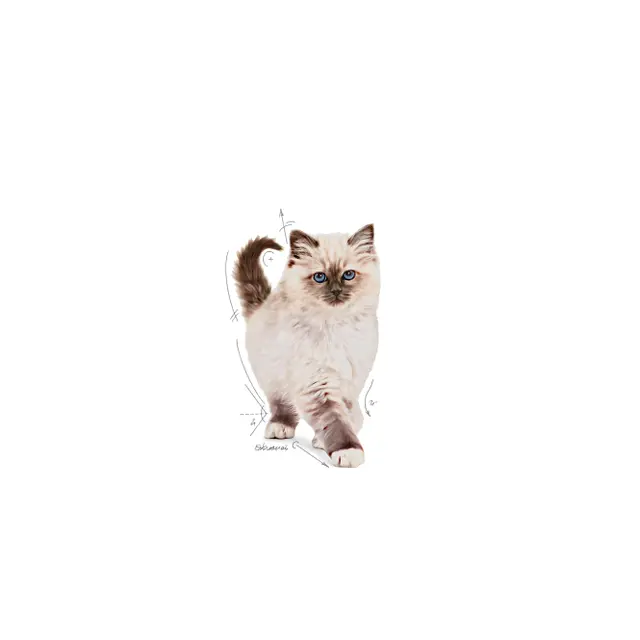 Royal Canin Kitten за котенца, 1.2 кг - Image 4