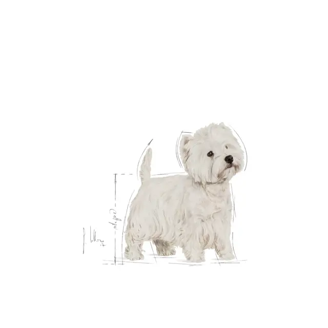 Royal Canin Westie, 3 кг - Image 4