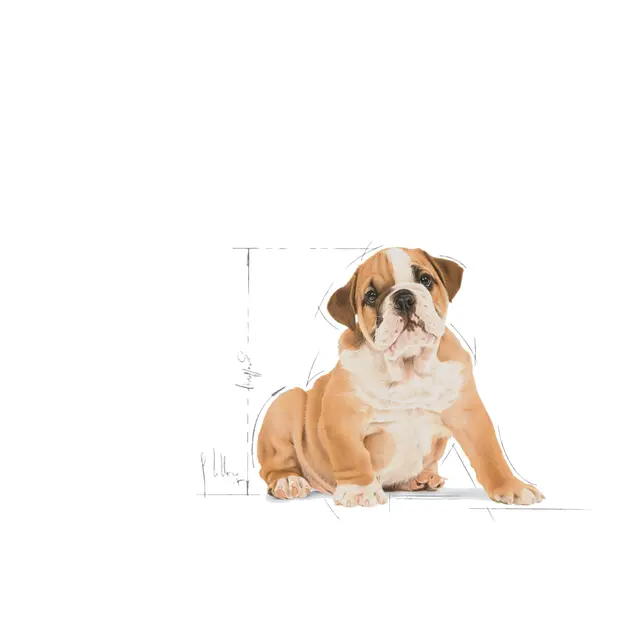 Royal Canin Bulldog Puppy, 12 кг - Image 4
