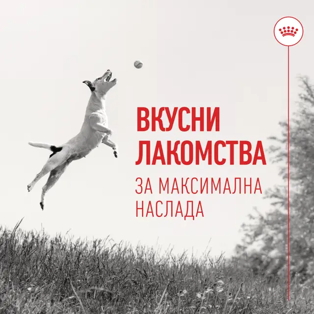 Royal Canin Training Treats, 110 г - Image 7